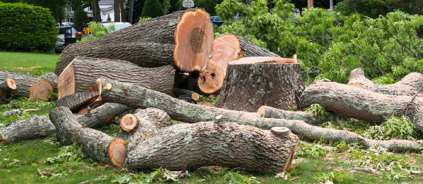 Best Residential Tree Removal  in USA